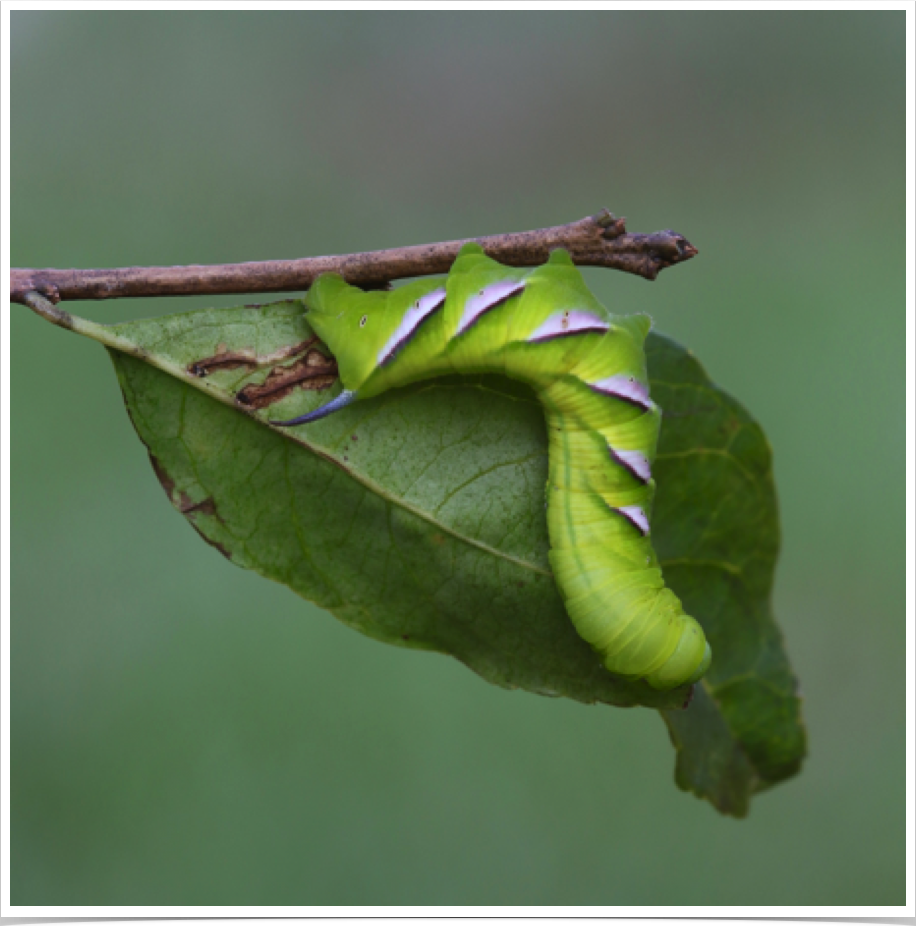 Dolba hyloeus
Pawpaw Sphinx
Dekalb County, Alabama